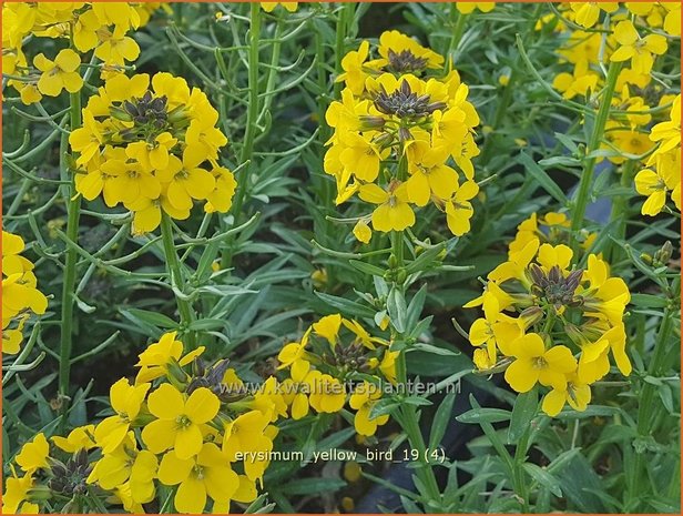 Erysimum 'Yellow Bird' | Vaste muurbloem, Steenraket, Muurbloem | Schöterich