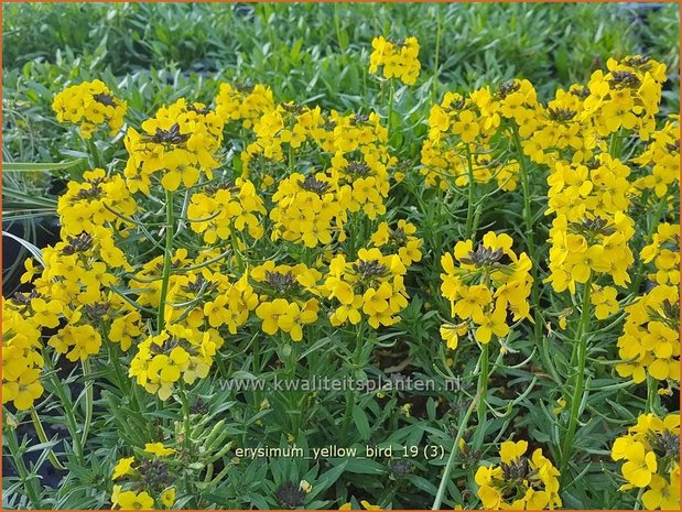 Erysimum 'Yellow Bird' | Vaste muurbloem, Steenraket, Muurbloem | Schöterich