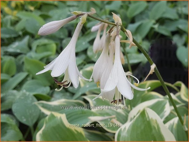 Hosta 'Robert Frost' | Hosta, Hartlelie, Funkia | Funkie