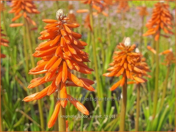 Kniphofia 'Poco Sunset' | Vuurpijl, Fakkellelie | Fackellilie