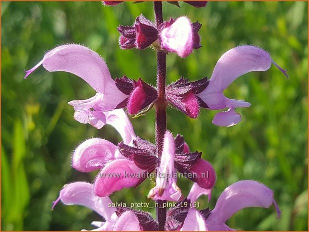 Salvia pratensis 'Pretty in Pink' | Veldsalie, Salie, Salvia | Wiesen-Salbei