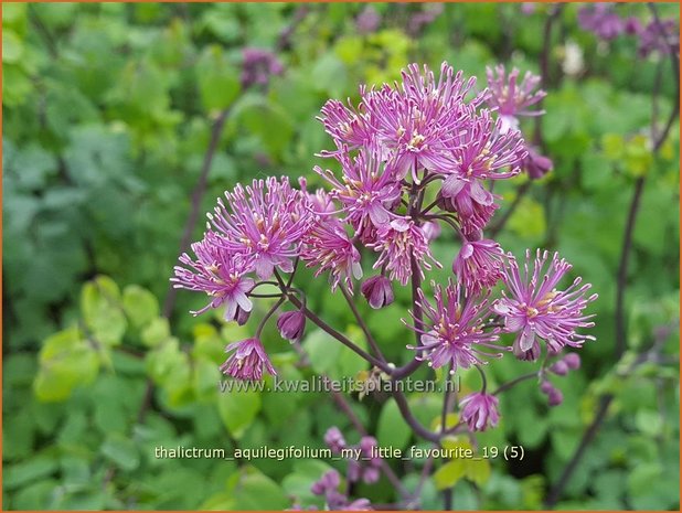 Thalictrum aquilegifolium 'My Little Favourite' | Akeleiruit, Ruit | Akeleiblättrige Wiesenraute