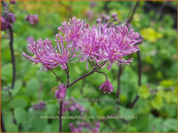 Thalictrum aquilegifolium 'My Little Favourite' | Akeleiruit, Ruit | Akeleiblättrige Wiesenraute