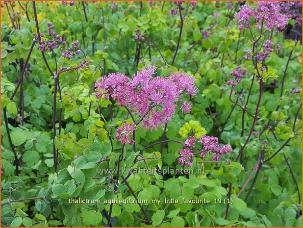 Thalictrum aquilegifolium 'My Little Favourite' | Akeleiruit, Ruit | Akeleiblättrige Wiesenraute