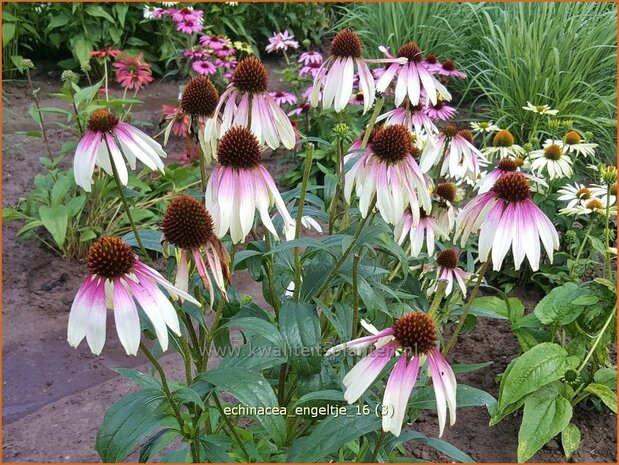 Echinacea purpurea 'Engeltje' | Rode zonnehoed, Zonnehoed | Roter Sonnenhut