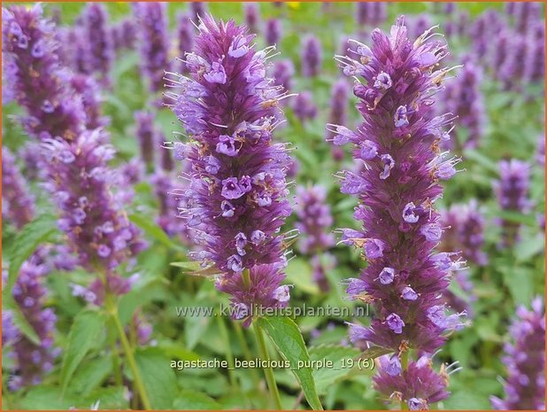 Agastache 'Beelicious Purple' | Dropplant, Anijsnetel | Duftnessel