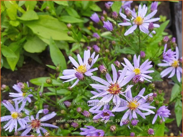 Aster cordifolius 'Blue Heaven' | Hartbladaster, Aster | Herzblättrige Schleier-Aster