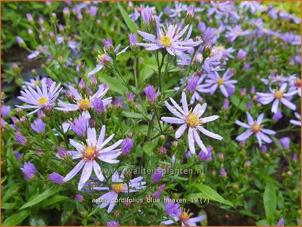 Aster cordifolius 'Blue Heaven' | Hartbladaster, Aster | Herzblättrige Schleier-Aster