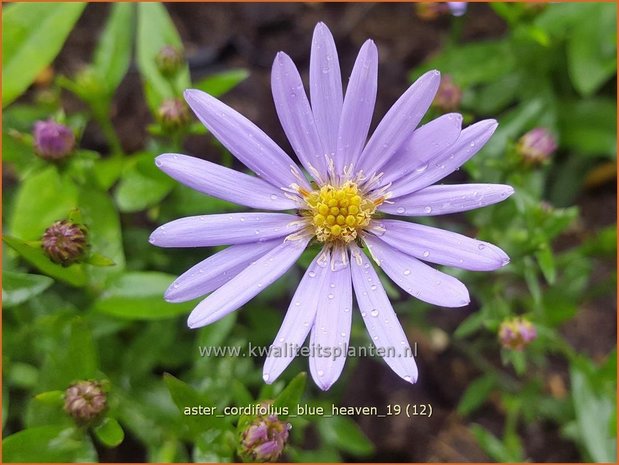 Aster cordifolius 'Blue Heaven' | Hartbladaster, Aster | Herzblättrige Schleier-Aster