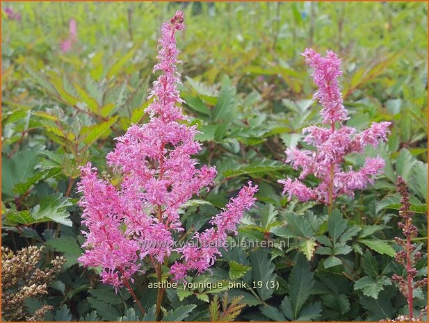 Astilbe 'Younique Pink' | Pluimspirea, Spirea | Prachtspiere