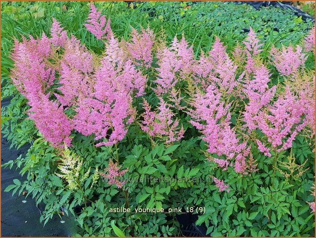 Astilbe 'Younique Pink' | Pluimspirea, Spirea | Prachtspiere