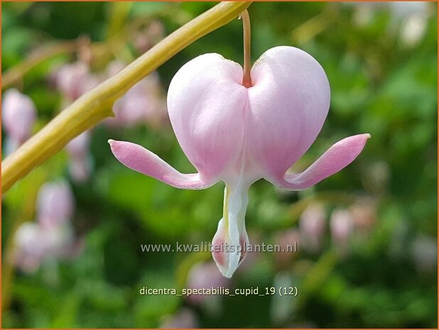 Dicentra spectabilis 'Cupid' | Gebroken hartje, Tranend hartje | Hohe Herzblume