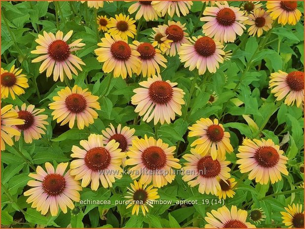 Echinacea purpurea 'Rainbow Apricot' | Rode zonnehoed, Zonnehoed | Roter Sonnenhut