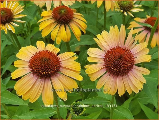 Echinacea purpurea 'Rainbow Apricot' | Rode zonnehoed, Zonnehoed | Roter Sonnenhut