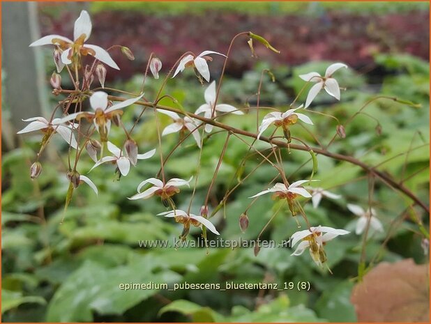 Epimedium pubescens 'Blütentanz' | Elfenbloem | Flaumhaarige Elfenblume