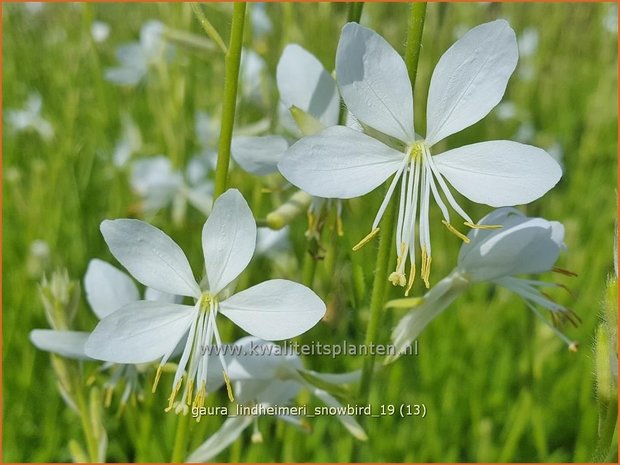 Gaura lindheimeri 'Snowbird' | Prachtkaars, Vlinderkruid | Prachtkerze