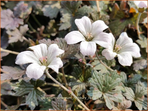 Geranium 'Rothbury Red' | Ooievaarsbek, Tuingeranium | Storchschnabel