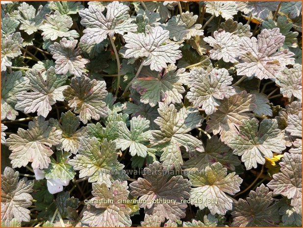 Geranium 'Rothbury Red' | Ooievaarsbek, Tuingeranium | Storchschnabel