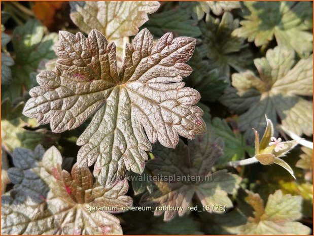 Geranium 'Rothbury Red' | Ooievaarsbek, Tuingeranium | Storchschnabel