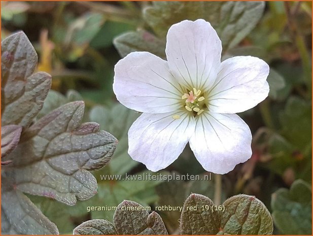 Geranium 'Rothbury Red' | Ooievaarsbek, Tuingeranium | Storchschnabel