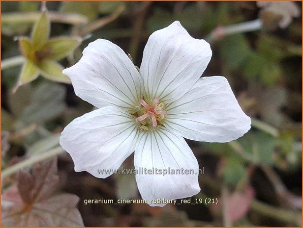 Geranium 'Rothbury Red' | Ooievaarsbek, Tuingeranium | Storchschnabel