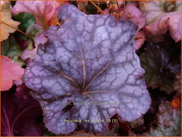 Heuchera 'Rex Purple' | Purperklokje | Purpurglöckchen