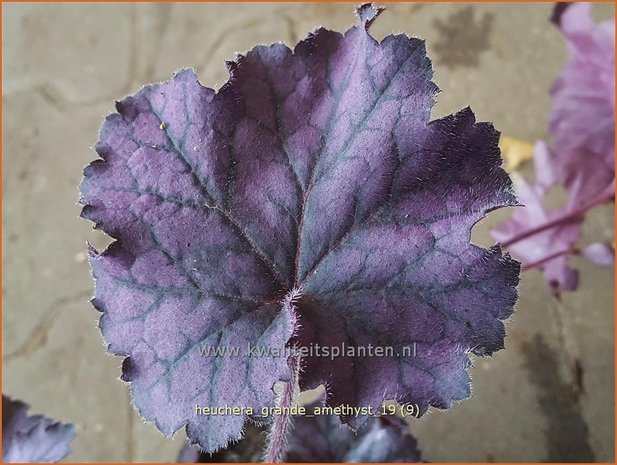 Heuchera 'Grande Amethyst' | Purperklokje | Purpurglöckchen