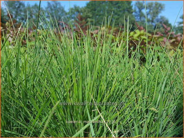 Koeleria macrantha | Smal fakkelgras, Scherpgras | Großblütige Kammschmiele