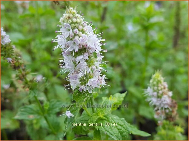 Mentha gentilis | Gembermunt, Palingkruid, Munt | Edel-Minze