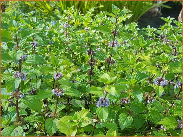 Mentha gentilis | Gembermunt, Palingkruid, Munt | Edel-Minze