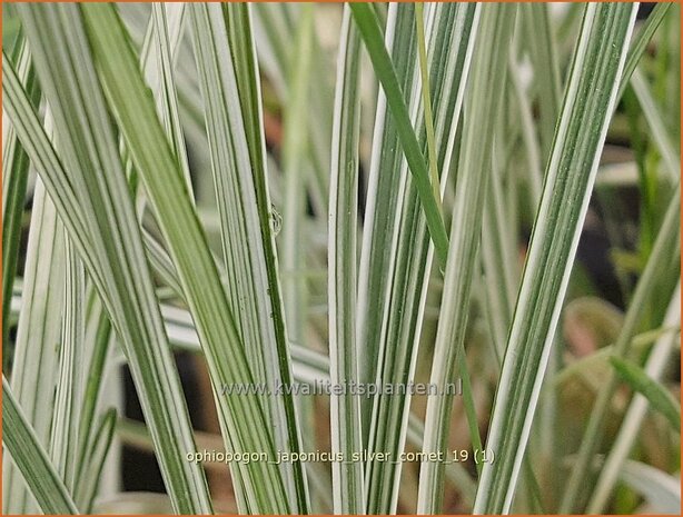 Ophiopogon japonicus 'Silver Comet' | Japans slangengras, Tempelgras, Slangenbaard | Japanischer Schlangenbart