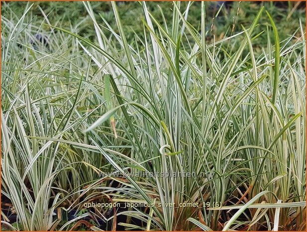 Ophiopogon japonicus 'Silver Comet' | Japans slangengras, Tempelgras, Slangenbaard | Japanischer Schlangenbart