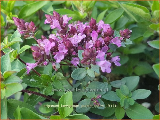 Origanum laevigatum 'Purple Charm' | Marjolein, Majoraan | Glatter Dost