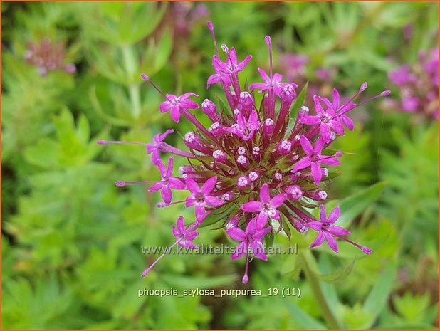 Phuopsis stylosa 'Purpurea' | Perzische kruisjesplant | Baldriangesicht