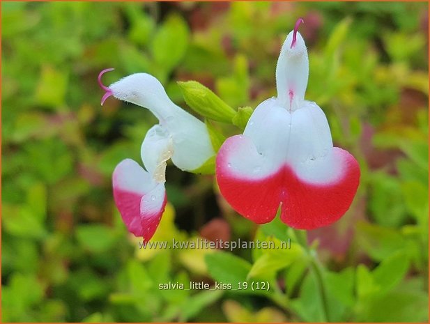 Salvia 'Little Kiss' | Salie, Salvia | Salbei