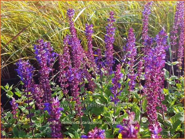 Salvia nemorosa 'Caradonna Compact' | Bossalie, Salie, Salvia | Steppensalbei