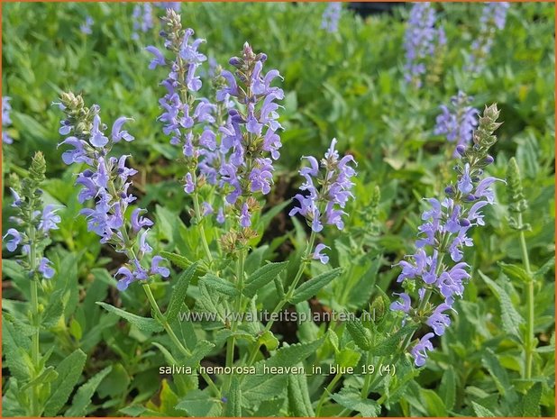 Salvia nemorosa 'Heaven in Blue' | Bossalie, Salie, Salvia | Steppensalbei