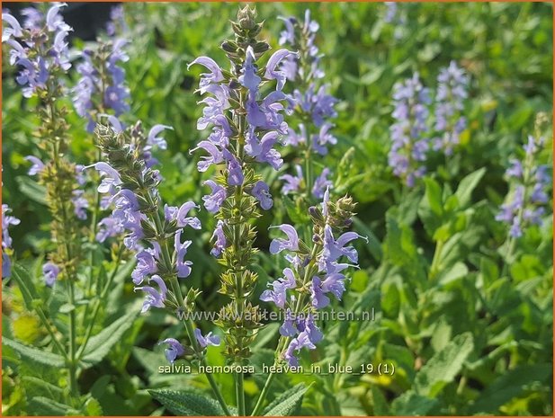 Salvia nemorosa 'Heaven in Blue' | Bossalie, Salie, Salvia | Steppensalbei