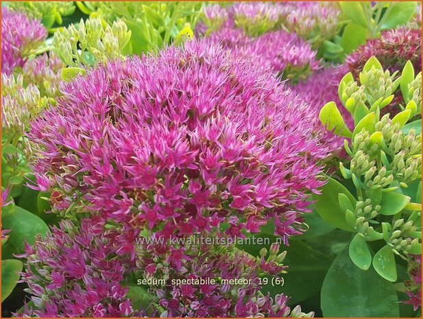 Sedum spectabile 'Meteor' | Hemelsleutel, Vetkruid | Ansehnliches Fettblatt