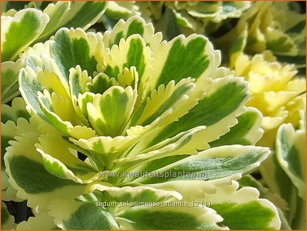 Sedum takesimense 'Atlantis' | Vetkruid | Fettblatt