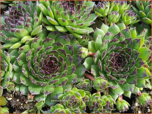 Sempervivum 'Black Top' | Huislook, Donderblad | Hauswurz