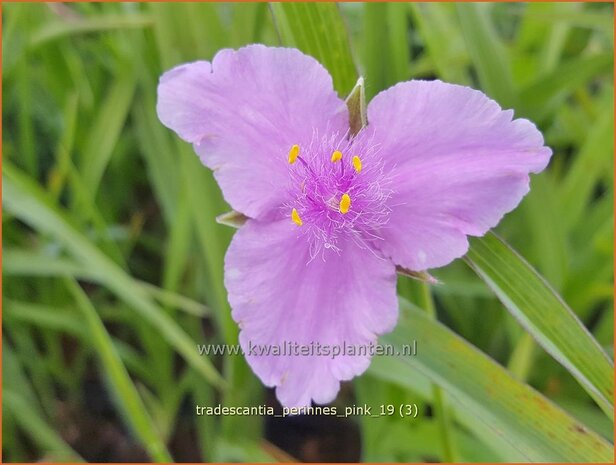 Tradescantia 'Perinne's Pink' | Eendagsbloem, Vaderplant, Matrozensla | Dreimasterblume