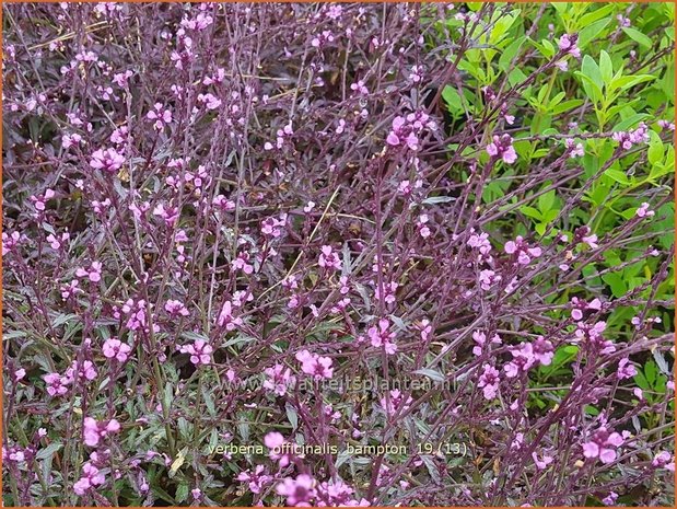 Verbena officinalis 'Bampton' | IJzerhard | Echtes Eisenkraut