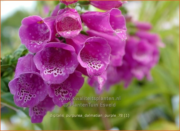 Digitalis purpurea 'Dalmatian Purple' | Vingerhoedskruid | Roter Fingerhut