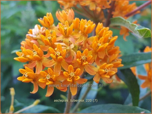 Asclepias tuberosa | Knolzijdeplant, Zijdeplant | Knollige Seidenpflanze