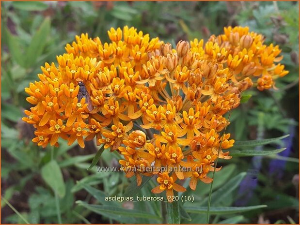 Asclepias tuberosa | Knolzijdeplant, Zijdeplant | Knollige Seidenpflanze