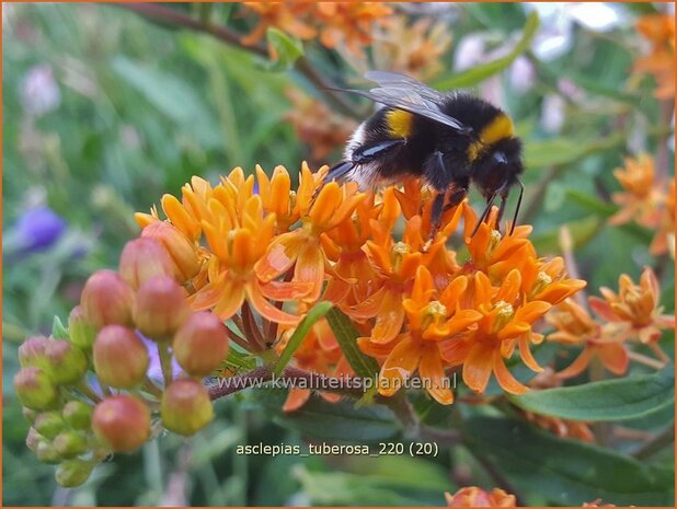 Asclepias tuberosa | Knolzijdeplant, Zijdeplant | Knollige Seidenpflanze