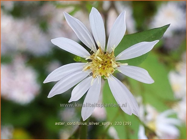 Aster cordifolius &#39;Silver Spray&#39; | Hartbladaster, Aster | Herzblättrige Schleier-Aster