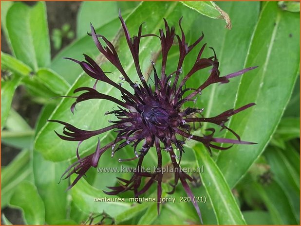 Centaurea montana &#39;Jordy&#39; | Bergkorenbloem, Bergcentaurie, Korenbloem, Centaurie | Berg-Flockenblume