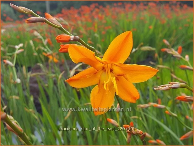 Crocosmia &#39;Star of the East&#39; | Montbretia | Montbretie